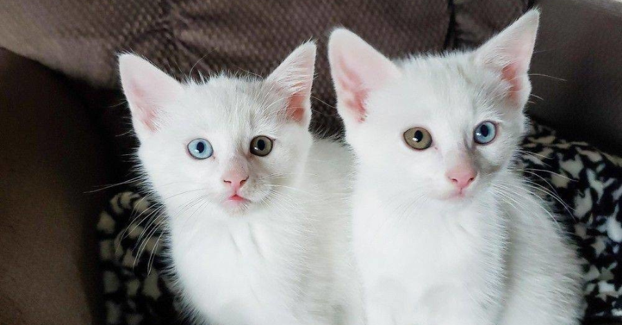 Nomes Femininos para Gatos Branco