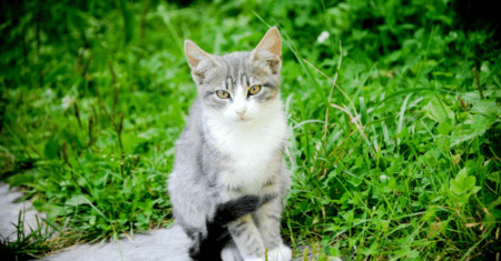 Nomes Gato Macho: Melhores Nomes para Gatos Machos