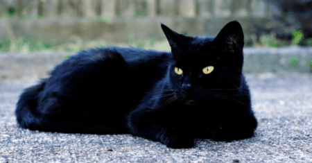 Nomes de Gatos Pretos: Escolhendo a Perfeição para Seu Companheiro Felino