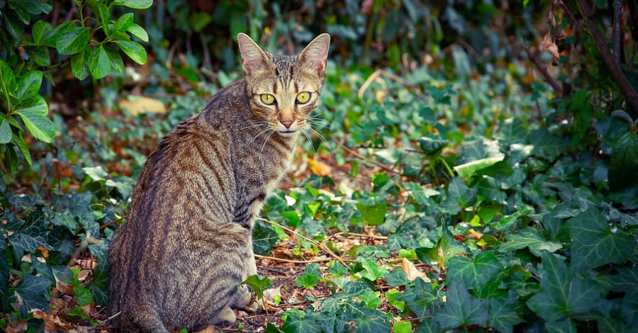 Nomes de Gatos e Gatas