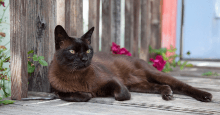 Nomes para Gata Feminina