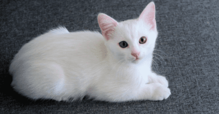 Nomes para Gato Macho Branco