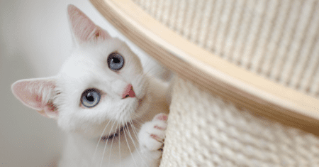 Nomes para Gatos Branco de Olho Azul Masculino