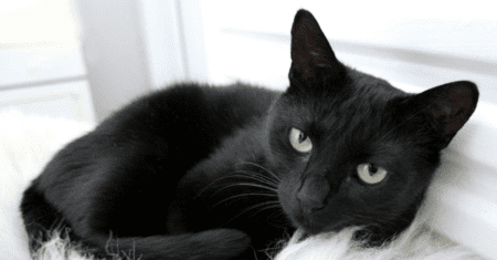 Nomes para Gatos Femeas Preto: Descubra a Magia na Escolha do Nome Perfeito