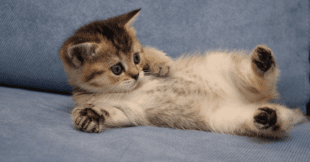 Nomes para Gatos Fofinhos: Ideias Adoráveis para o seu Gato