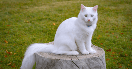 Nomes para Gatos Machos Brancos