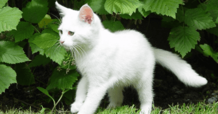 Nomes para Gatos Masculinos Branco