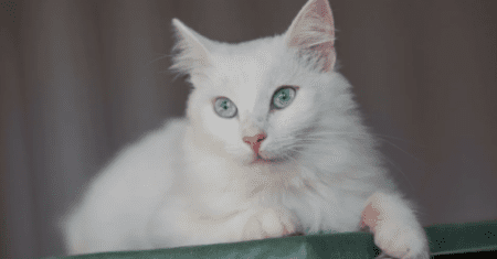 Nomes para Gatos Masculinos Branco de Olho Azul