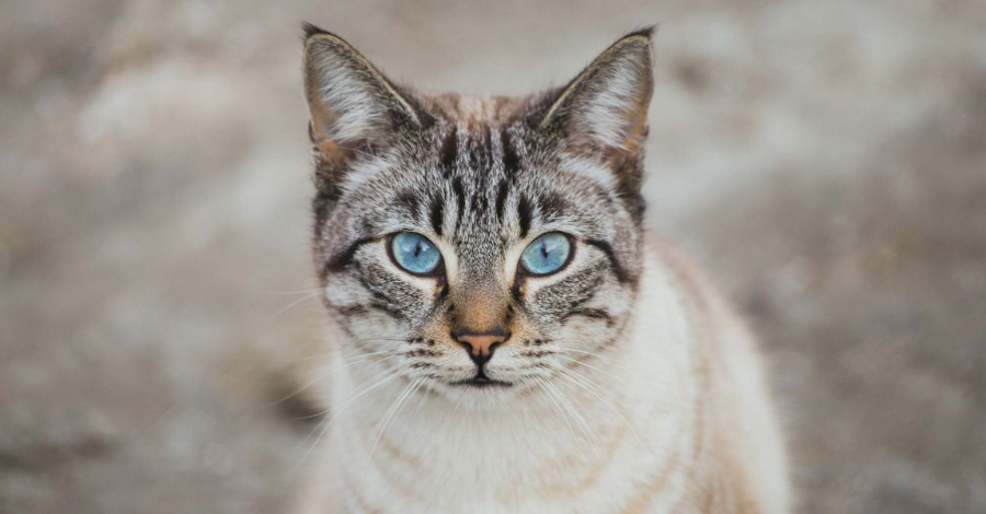 Nomes para Gatos de Olhos Azuis