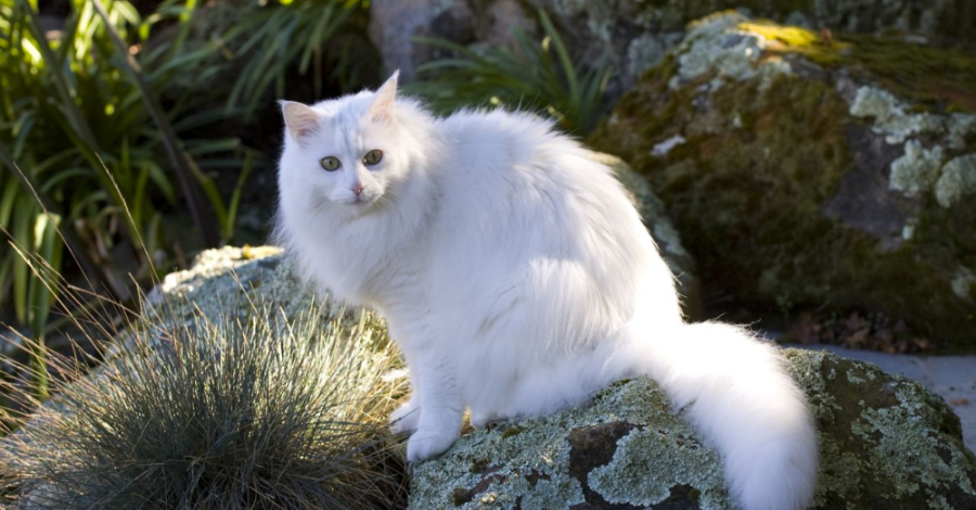 nomes para gatinha fêmea branca