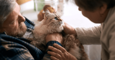 Como cuidar de um gato: Guia Completo para Cuidar de um Gato