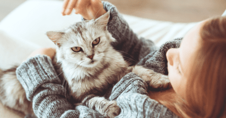 Dicas para Socializar o Seu Gato e Torná-lo mais Amigável