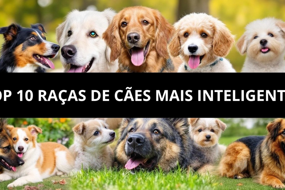 Raças de Cachorro